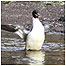 Goosander