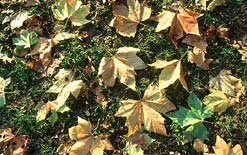 Autumn leaves