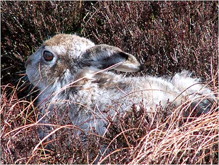 Mountain Hare