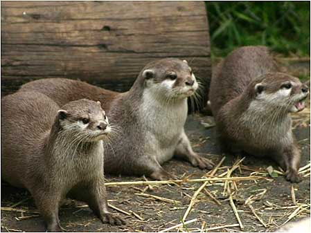 Otters