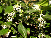 Sarcococca Confusa