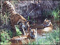 Hổ Bengal