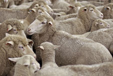 Sheep
