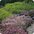 Flower lawn
