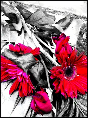 Forgotten flowers