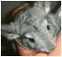 chinchilla