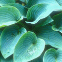 Hosta, Plantain lily