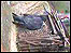 Peregrine falcon nest in Exeter