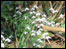 Snowdrops in bloom by the River Nidd in Knaresborough.