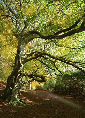 Autumn scene in Castlewellan Forest