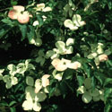 Cornus florida, Flowering dogwood