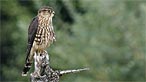 Merlin. Photo: Ken Bray
