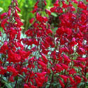Penstemon ‘Garnet’, Penstemon