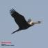 Darter