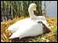 Swan and cygnet