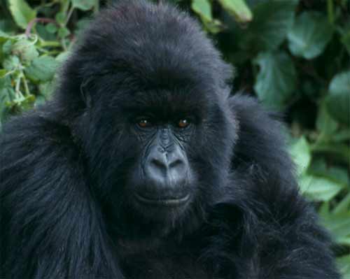 Gorilla © BBC/Ian redmond