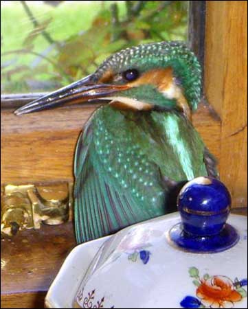 Kingfisher