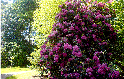 Rhododendron
