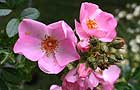 Rosa 'Sweet Haze'