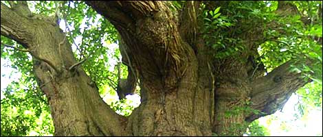 Wiltshire's Ancient Trees