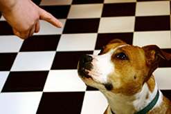 Image: pet dog