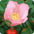 Rosa rugosa