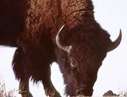 A Bison grazing