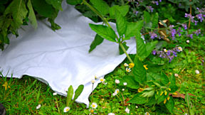 Teatowel