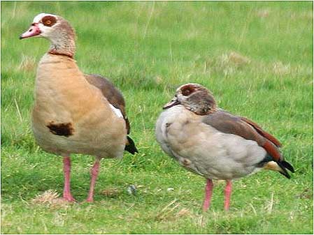 Egyptian Geese