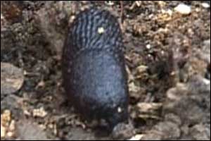 Slug
