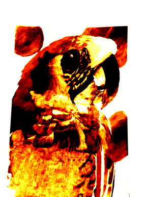Fire bird