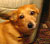 Alex's dog