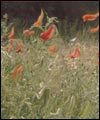 Poppies