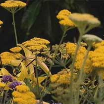 Yarrow