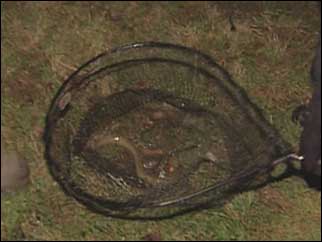 Eel in a net