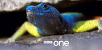 lizard