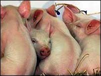 Porquinhos