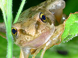 Common frog by Evan North