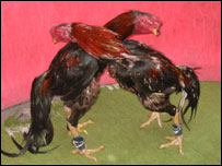 Briga de galos