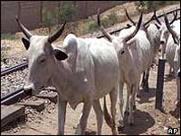 गाय