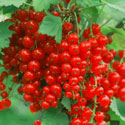 Ribes sativum, Redcurrant