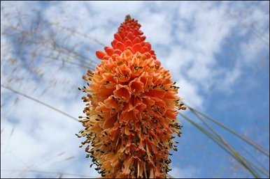 Orange skyscaper