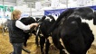 Preparing the cows