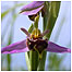 Grassland activities (Image: Orchid c/o West Kent Countryside Trust)
