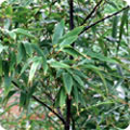 Phyllostachys nigra