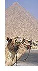 The Great Pyramids of Giza, built as a burial chamber for King Cheops