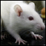 Ratos brancos