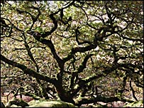 Wistmans Wood
