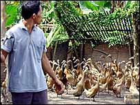 Vietnam'da bir tavuk çiftliği