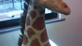 Giraffe Giraffe